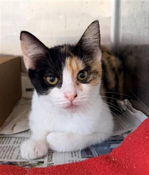 REGINA -  Domestic Short Hair Cat for Adoption in Sacramento, California - REGINA | PetCurious