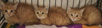 Cade (grey collar) -  Domestic Medium Hair Cat for Adoption in Fremont, Nebraska - Cade (grey Collar) | PetCurious