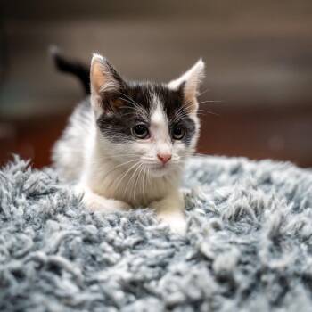 Iridessa -  Domestic Short Hair Cat for Adoption in Gainesville, Georgia - Iridessa | PetCurious