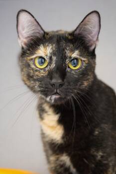 Rescue Domestic Short Hair Cats for Adoption in Newport Beach, California - Jolie | PetCurious