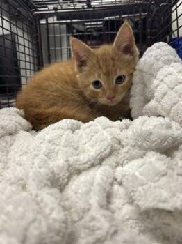 Domestic Short Hair Cats Available for Adoption in West Chester, Pennsylvania - Lavish | PetCurious