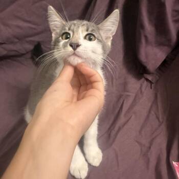 Pico de Gallo -  Domestic Short Hair Cat for Adoption in Brea, California - Pico De Gallo | PetCurious