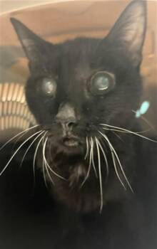 JETTA -  Domestic Medium Hair Cat for Adoption in Houston, Texas - JETTA | PetCurious