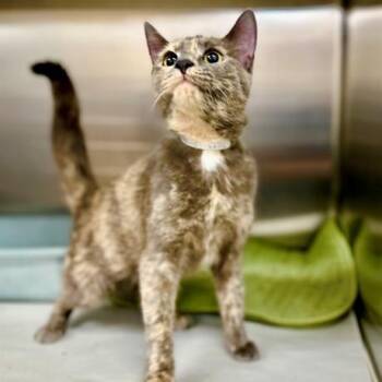 Domestic Short Hair Cats Available for Adoption in Columbia, Maryland - Siren- #51559 | PetCurious