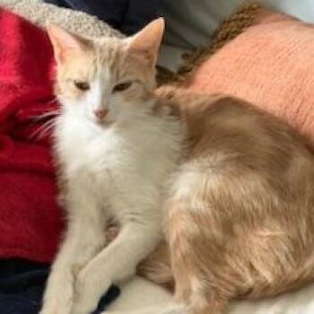 Amora-lynn -  Domestic Short Hair Cat Available for Adoption in Hudson, New York - Amora-lynn | PetCurious