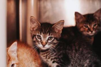 93377a Monkey Bread -  Domestic Short Hair Cat for Adoption in North Charleston, South Carolina - 93377a Monkey Bread | PetCurious