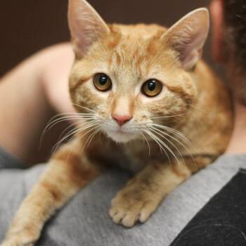 Domestic Short Hair Cats Available for Adoption - Amalfi | PetCurious