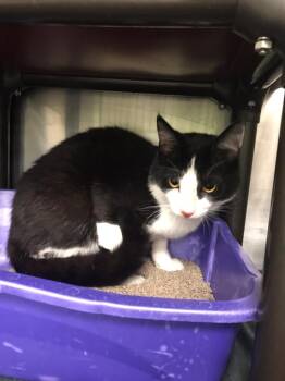 Wrangler -  Domestic Short Hair Cat for Adoption in La Porte, Indiana - Wrangler | PetCurious