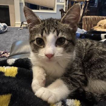 Sunny -  Tabby Cat for Adoption in Macomb, Michigan - Sunny | PetCurious