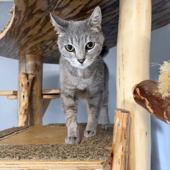 Lacie -  Domestic Short Hair Cat for Adoption in Chisholm, Minnesota - Lacie | PetCurious