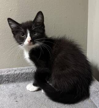 Rescue Domestic Short Hair Cats for Adoption in East Hanover, New Jersey - Duke | PetCurious