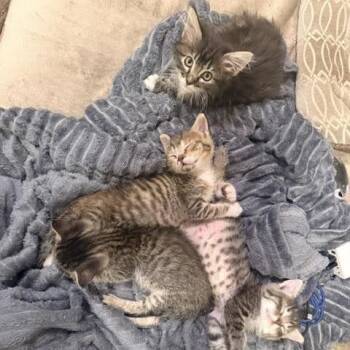 Chewy - In Foster! -  Domestic Short Hair Cat for Adoption in Flagstaff, Arizona - Chewy - In Foster! | PetCurious