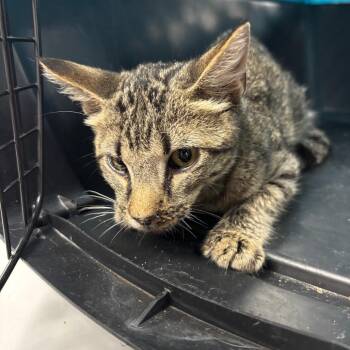 Rocket -  Domestic Short Hair Cat for Adoption in Saint Joseph, Missouri - Rocket | PetCurious