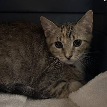 Party 28548 -  Domestic Short Hair Cat for Adoption in Middleburg, Florida - Party 28548 | PetCurious