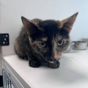 Callie -  Domestic Short Hair Cat for Adoption in Kingman, Arizona - Callie | PetCurious