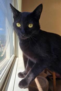 Domestic Short Hair Cats Available for Adoption in Red Wing, Minnesota - Morpheus | PetCurious