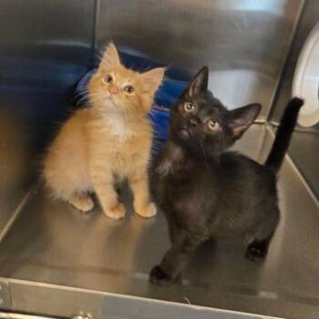 Kazoo -  Domestic Short Hair Cat for Adoption in Los Angeles, California - Kazoo | PetCurious