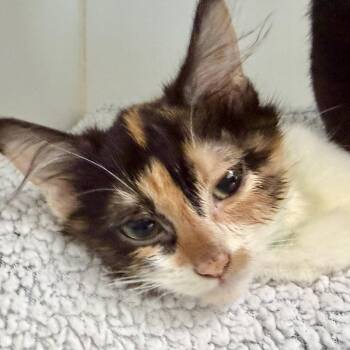 Tuna -  Domestic Short Hair Cat for Adoption in Oakland, California - Tuna | PetCurious