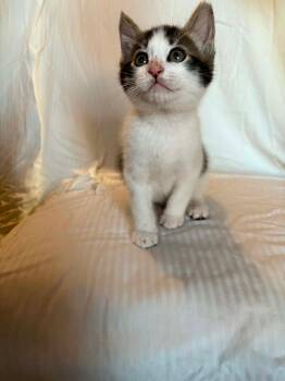 Smores -  Domestic Short Hair Cat for Adoption in Ephrata, Washington - Smores | PetCurious
