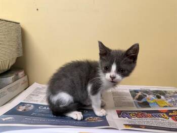 BEA ARTHUR -  Domestic Short Hair Cat for Adoption in Tustin, California - BEA ARTHUR | PetCurious
