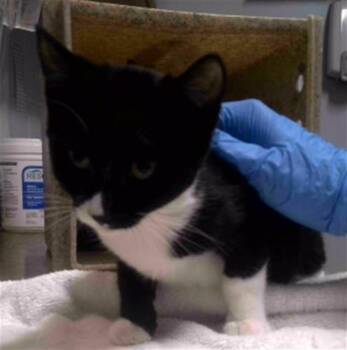 OPULENCE -  Domestic Short Hair Cat for Adoption in Tallahassee, Florida - OPULENCE | PetCurious