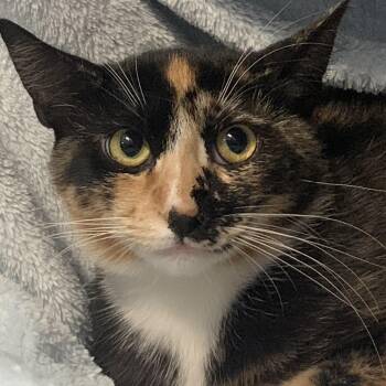 Rescue Domestic Short Hair Cats for Adoption - Peaches | PetCurious