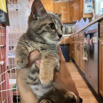 Barbara -  Domestic Short Hair Cat for Adoption in Salisbury, Massachusetts - Barbara | PetCurious
