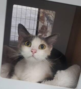 April -  Domestic Short Hair Cat for Adoption in Diamond Springs, California - April | PetCurious