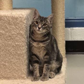 Tampoco -  Domestic Short Hair Cat for Adoption in Pittsburgh, Pennsylvania - Tampoco | PetCurious