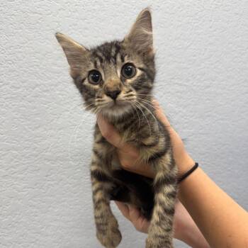 Junebug -  Domestic Medium Hair Cat for Adoption in Waco, Texas - Junebug | PetCurious