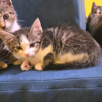 Radius -  Domestic Short Hair Cat for Adoption in Brownsboro, Alabama - Radius | PetCurious