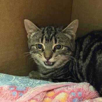 Domestic Short Hair Cats Available for Adoption in Richmond, Virginia - Squirrel | PetCurious