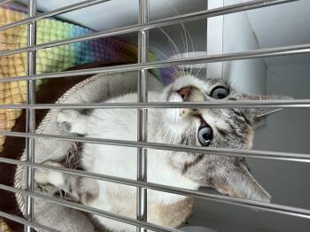 Domestic Short Hair Cats Available for Adoption in Bonnyville, Alberta - Azzy (Barn Buddy) | PetCurious