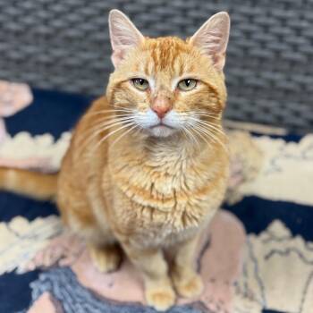 Domestic Short Hair Cats Available for Adoption in Goleta, California - Georgie | PetCurious