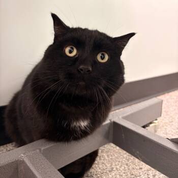 Rescue Domestic Short Hair Cats for Adoption in Clavet, Saskatchewan - Tofu | PetCurious