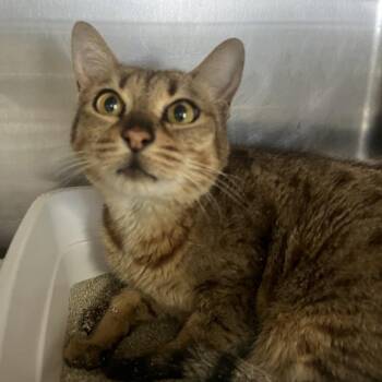 Domestic Short Hair and Bengal Cats Available for Adoption - Delilah | PetCurious
