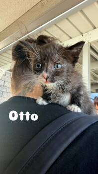 Domestic Short Hair Cats Available for Adoption in Penryn, California - Otto | PetCurious