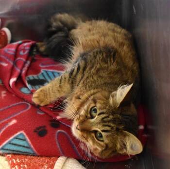 SIMONE -  Domestic Medium Hair Cat for Adoption in Sarasota, Florida - SIMONE | PetCurious
