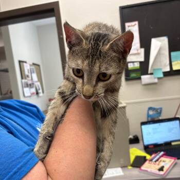 Jolene -  Domestic Short Hair Cat for Adoption in Columbiana, Alabama - Jolene | PetCurious