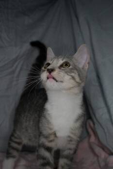 Faro -  Domestic Short Hair Cat for Adoption in Albuquerque, New Mexico - Faro | PetCurious