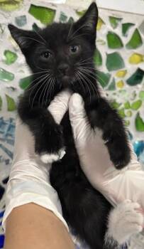 BANJO -  Domestic Short Hair Cat for Adoption in Pensacola, Florida - BANJO | PetCurious