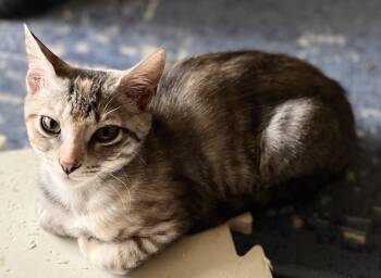 Rescue Domestic Short Hair Cats for Adoption in Harrison, New York - Jackie | PetCurious