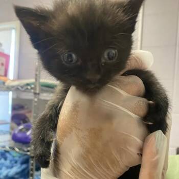 Richie -  Domestic Short Hair Cat for Adoption in South Elgin, Illinois - Richie | PetCurious