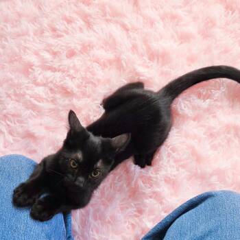 Domestic Short Hair Cats Available for Adoption - Disco | PetCurious