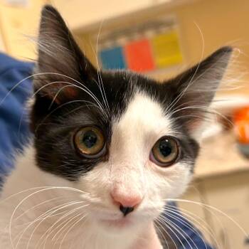 Dionysus -  Domestic Medium Hair and Domestic Short Hair Cat for Adoption in Woodinville, Washington - Dionysus | PetCurious