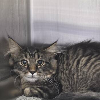 Asher -  Domestic Long Hair Cat for Adoption in Fort Wayne, Indiana - Asher | PetCurious