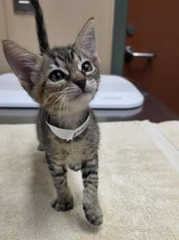 LIGHTENING -  Domestic Short Hair Cat for Adoption in Rancho Cucamonga, California - LIGHTENING | PetCurious