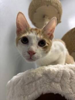 Hal 794-26 -  Domestic Short Hair Cat for Adoption in Cumming, Georgia - Hal 794-26 | PetCurious