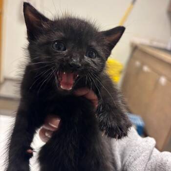 Chicki -  Domestic Short Hair Cat Available for Adoption in Ottawa, Kansas - Chicki | PetCurious