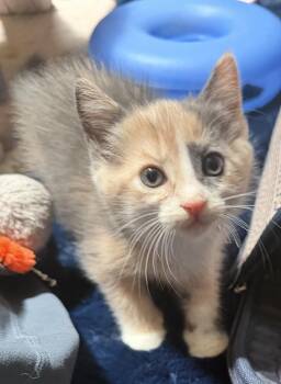Maggie -  Domestic Medium Hair Cat for Adoption in Palm Desert, California - Maggie | PetCurious
